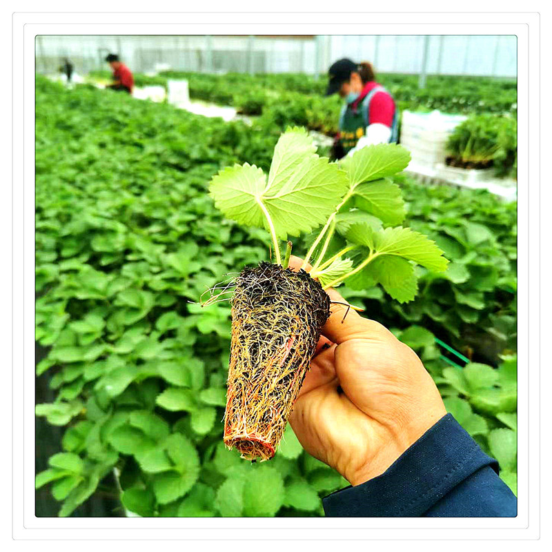 草莓苗原土原盆四季奶油白草莓