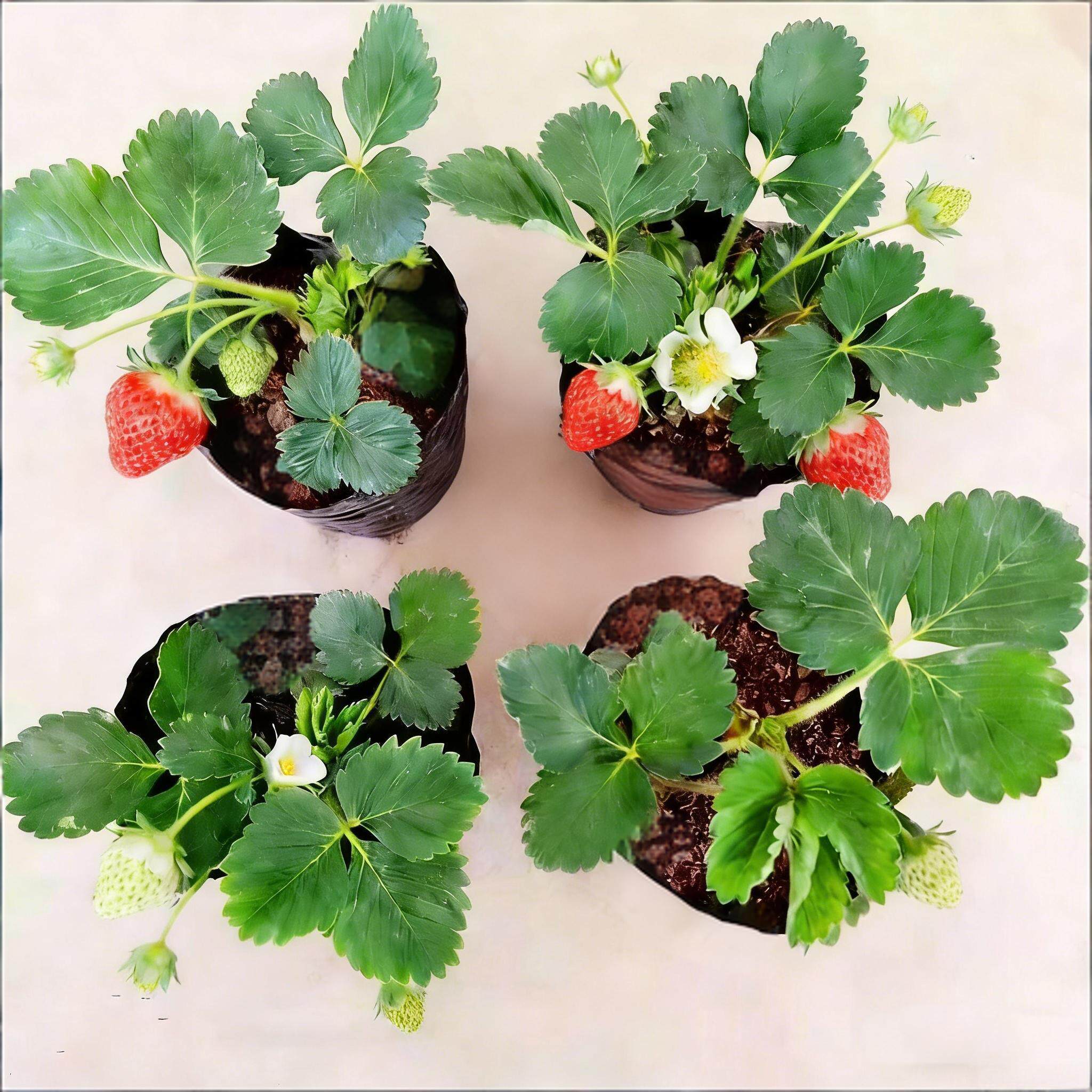 草莓苗四季盆栽食用奶油隋珠红颜白雪穴盘苗果苗南北阳台种植好养