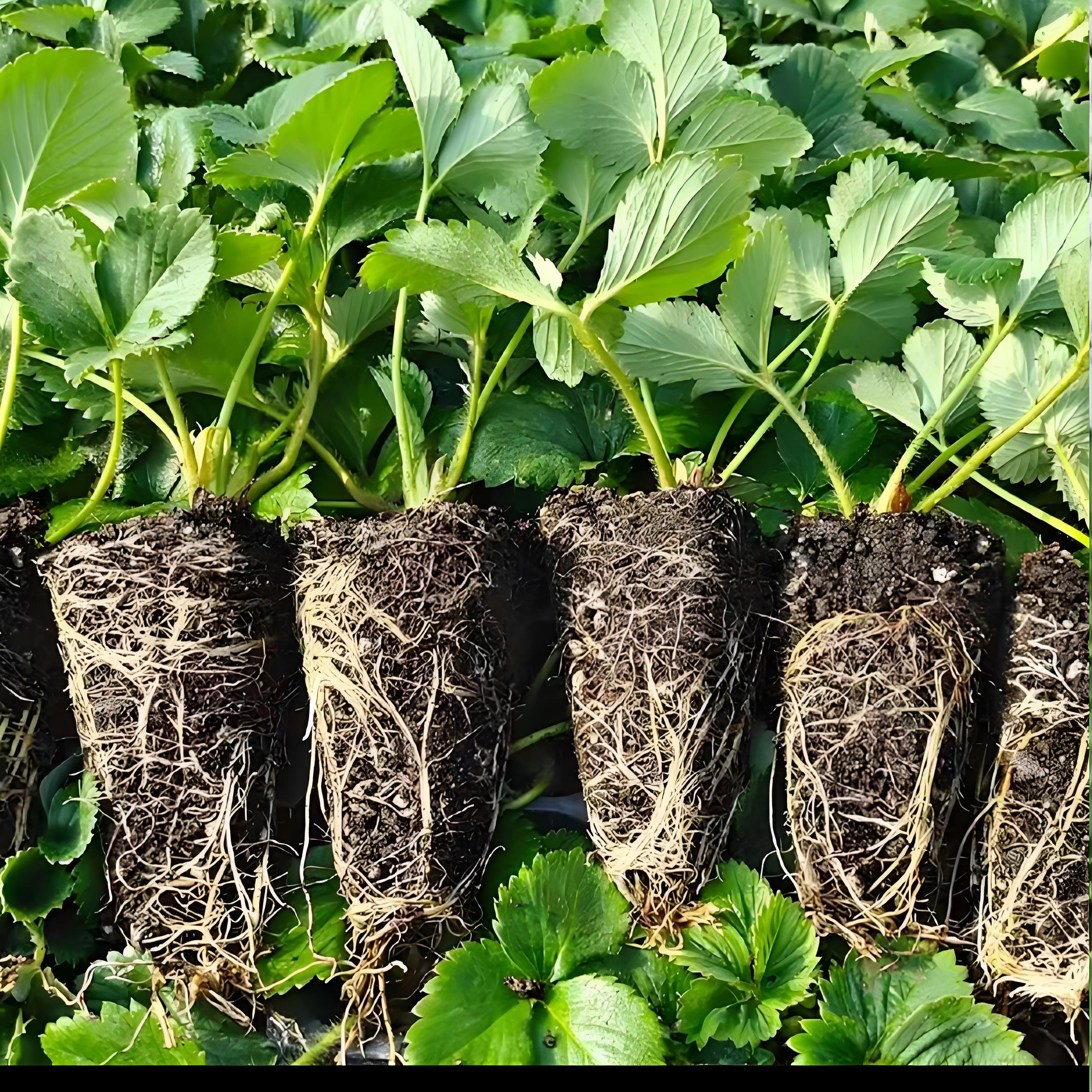 草莓苗四季盆栽食用奶油隋珠红颜