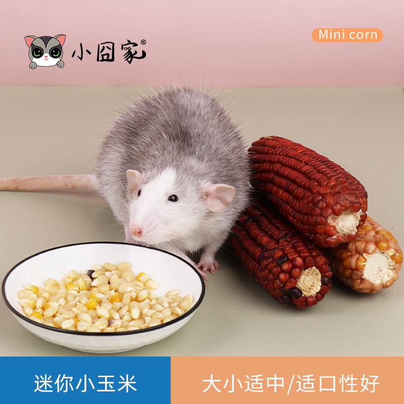 速发仓鼠磨牙神器迷粮熊玉米金丝小磨牙棒松鼠花枝鼠你食造景用品