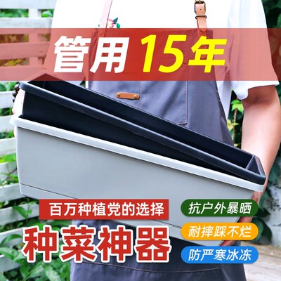 速发长方伦塑料花专草莓种植盆家庭种菜盆台种菜盆用箱长条霍形神