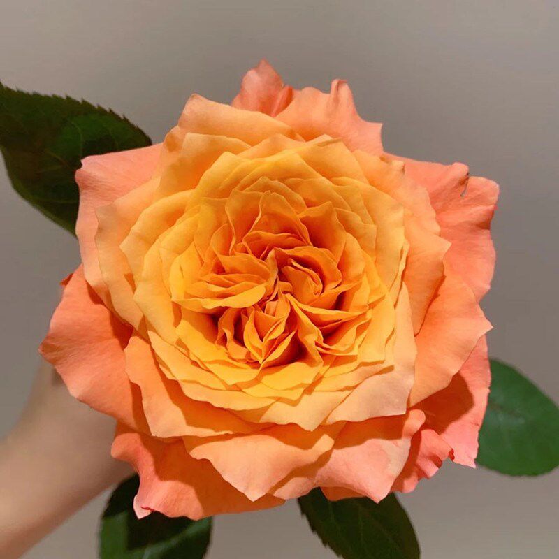 速发火灵金玫瑰盆栽花苗台庭院切花金色海岸鸟辉火焰卉植物月季