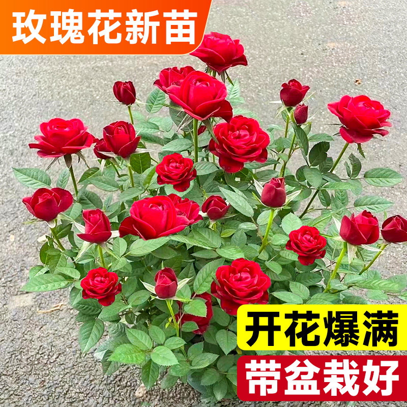 速发玫革花苗四季头花盆栽多开玫瑰花云南可食用平阴大马士瑰花卉