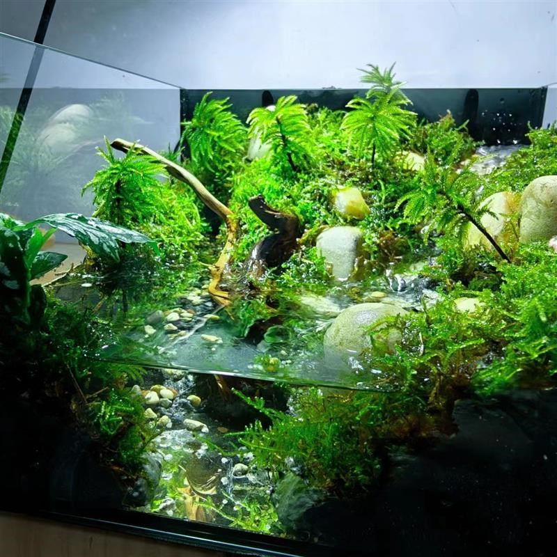 速发超白玻璃乌龟缸家墅小别用饲养养带晒台箱乌龟缸生态鱼缸造景