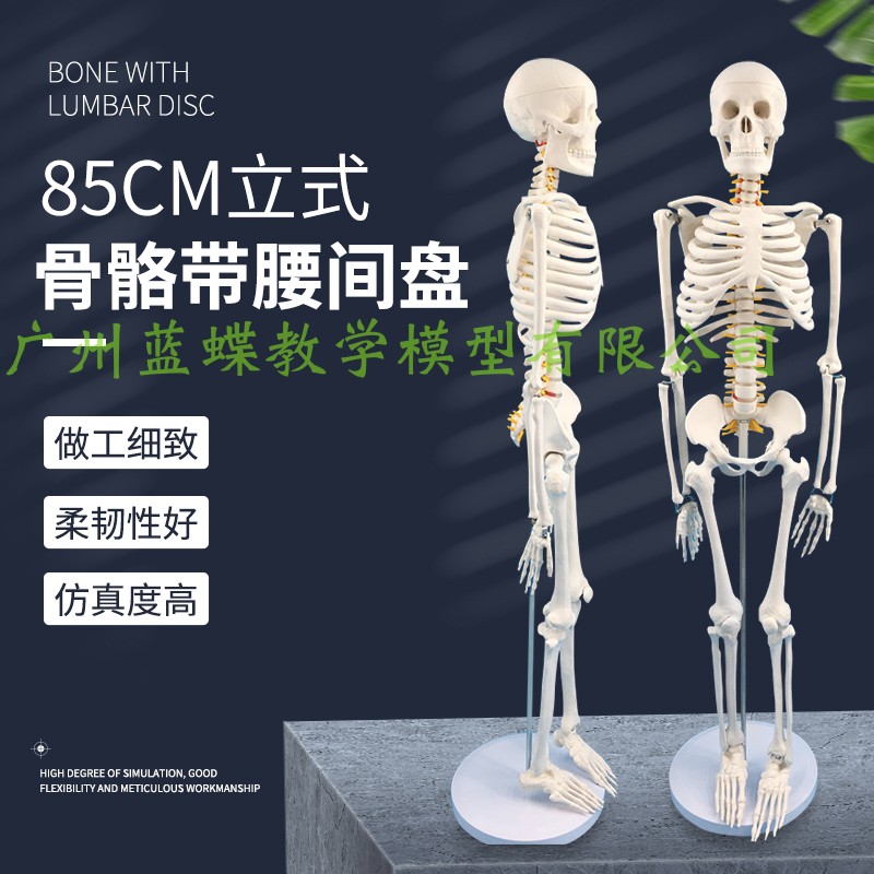 速发85cm人体骨骼模型人架可拆卸 骨型脊柱模体小白骷髅标本 立式