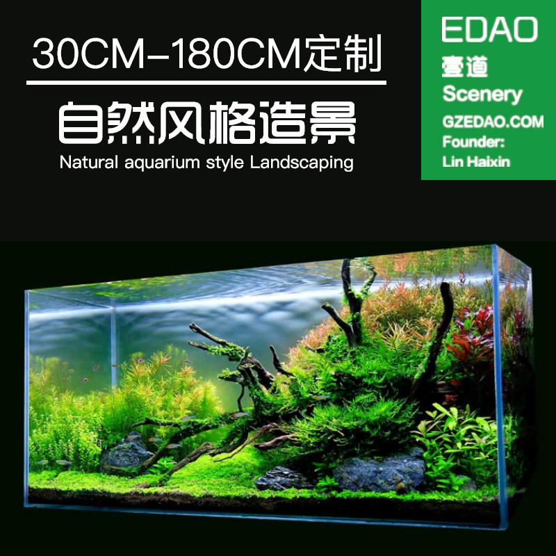 速发自然造景套鹃 杜餐根草木沉缸造景设计鱼缸装饰草缸壹道