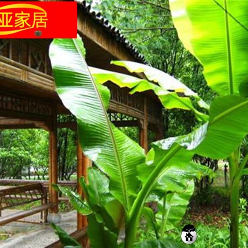 速发庭院盆栽植物  蕉 大叶芭蕉 球根 极赏性观强芭 绿化