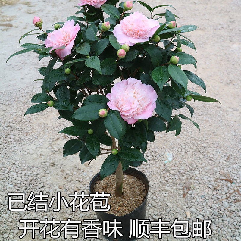 速发盆花花卉香妃四季浓香型山茶室内好养栽寒粉色大耐带香味