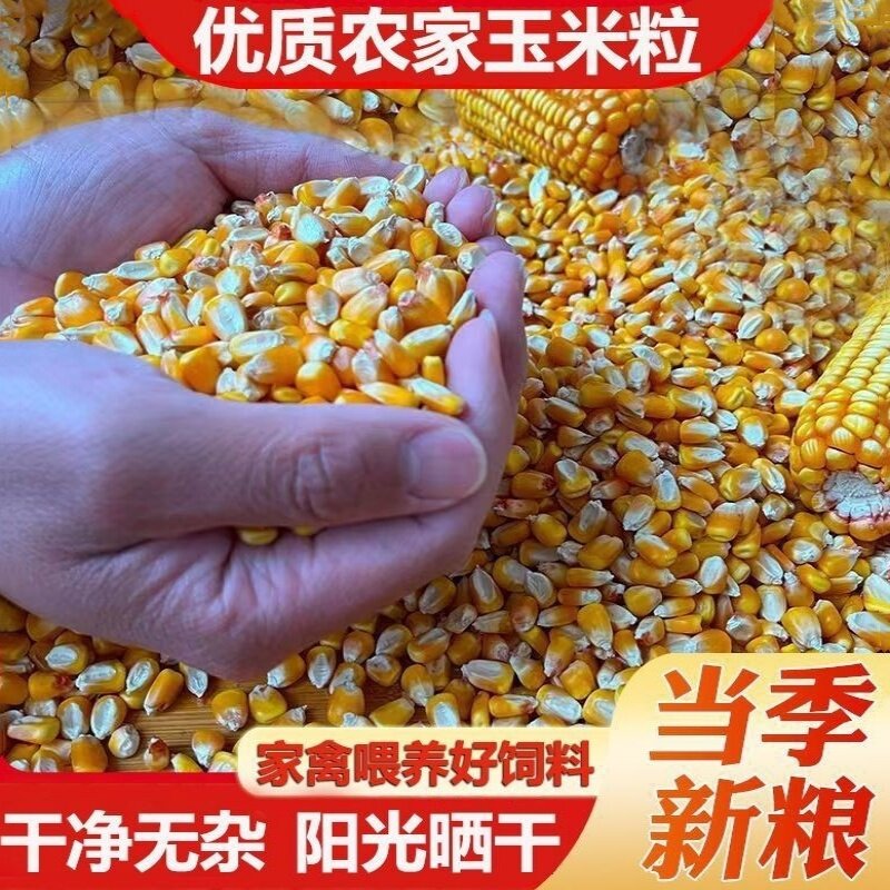 新鲜玉米粒畜牧猪牛羊兔专用饲料