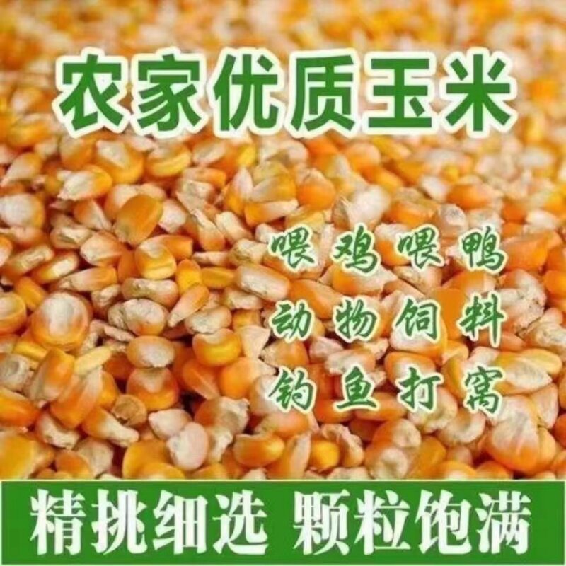 5斤玉米粒畜牧猪牛羊兔专用饲料