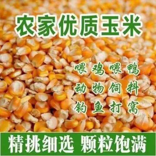5斤玉米粒畜牧猪牛羊兔专用饲料