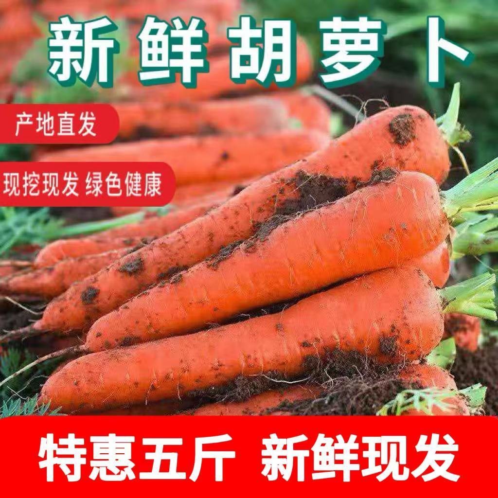 河南产地直发新鲜胡萝卜煲汤炒菜