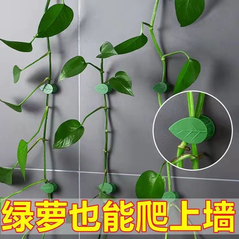 无痕绿萝卡扣绿箩固定器墙上攀爬神器绿植藤蔓吊兰花壁挂扣自粘式