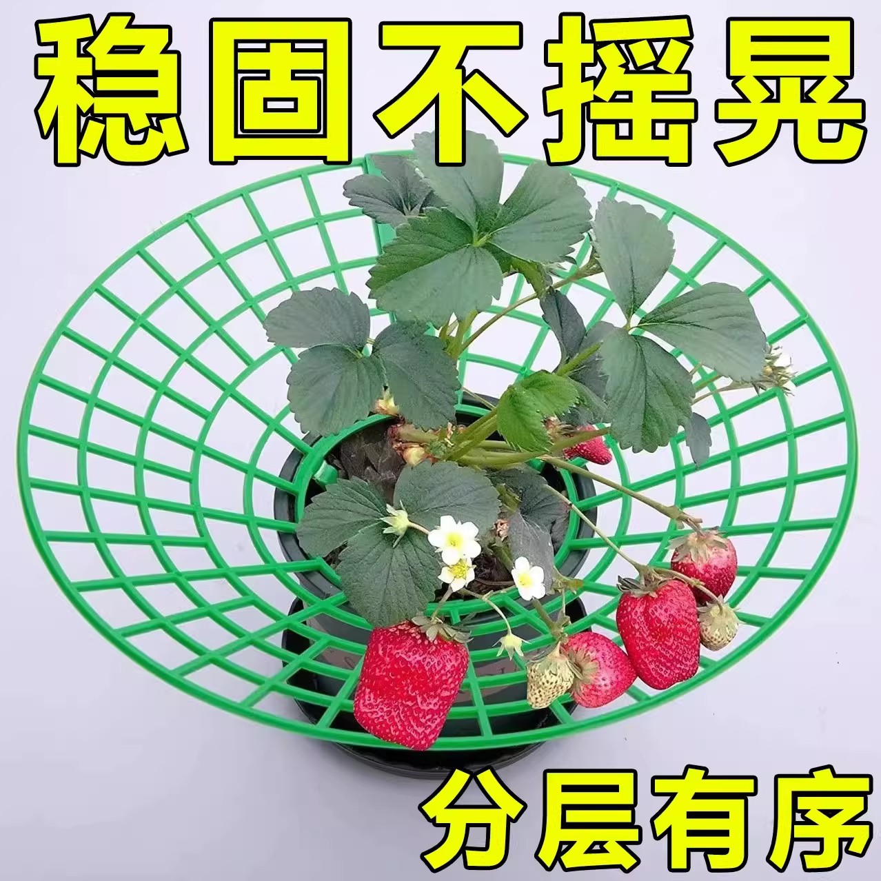草莓托盘支架种植盆栽水果