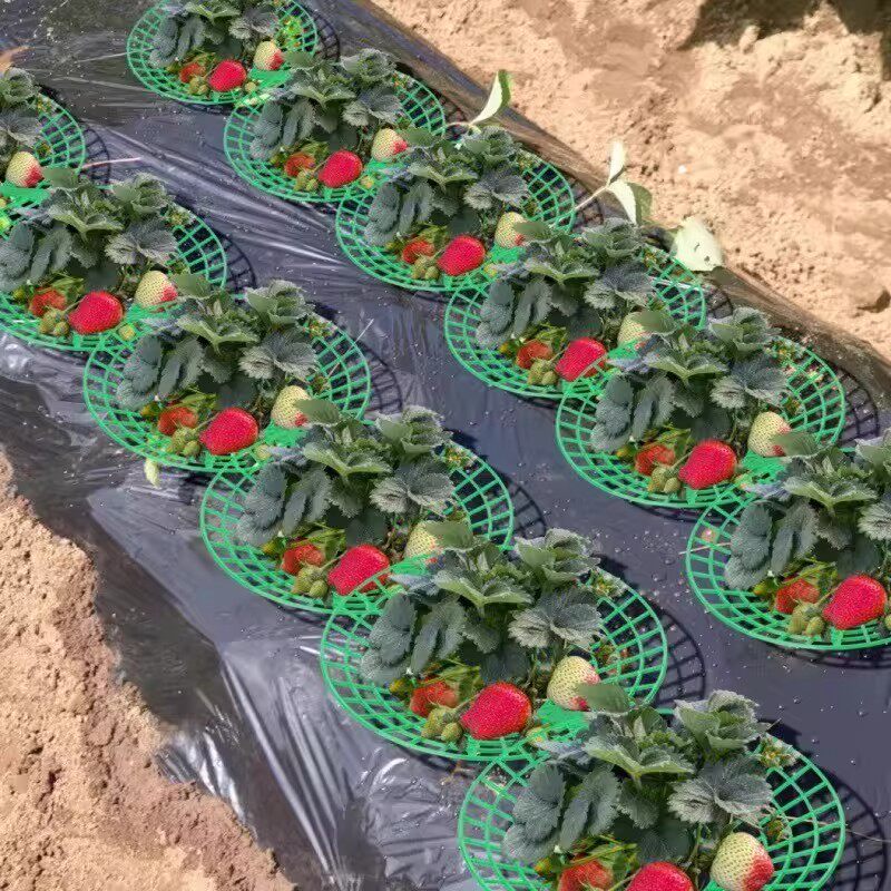 草莓种植防腐烂防倒伏支架