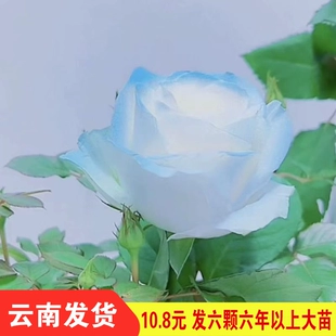 盆栽阳台花卉浓香植物特大花月季 10.8元 6棵玫瑰花苗树苗四季 蔷薇