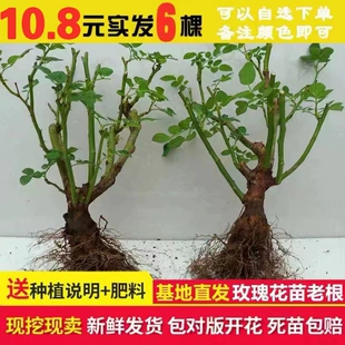 开花盆栽花卉观花植物室内月季 10.8元 6棵玫瑰花苗树苗四季 特大花