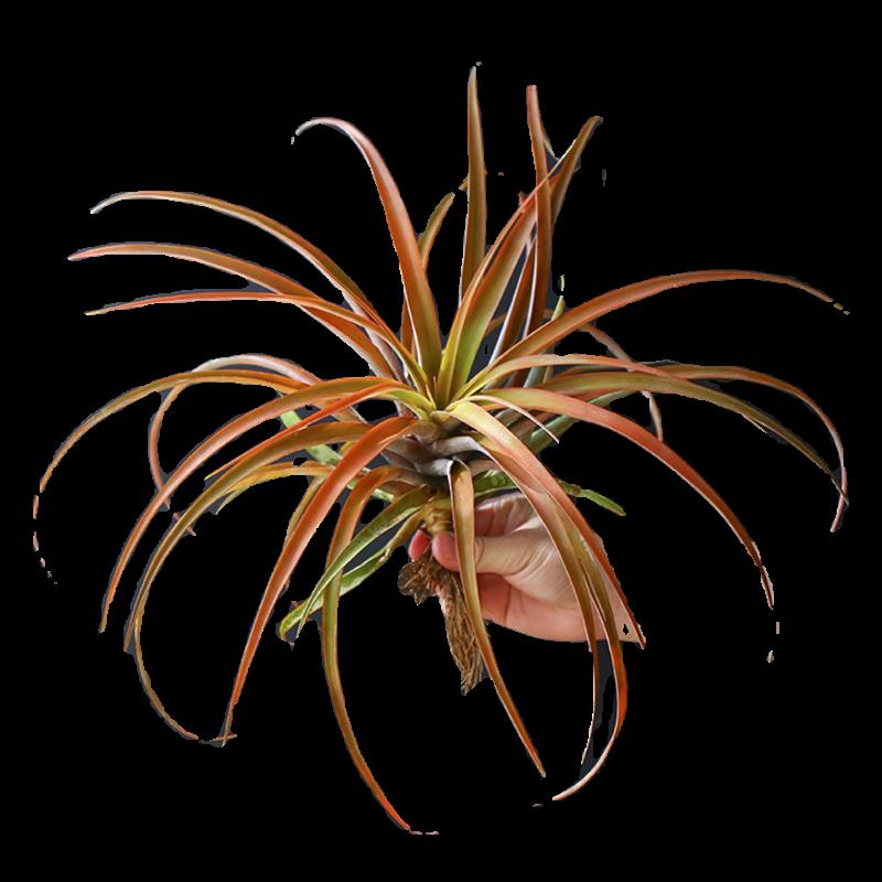 空气凤梨植物矩形卡比杂 绿植盆栽花草