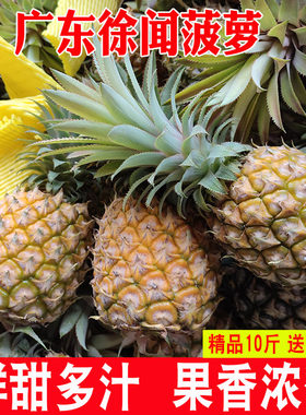 中国菠萝看广东，广东菠萝看徐闻