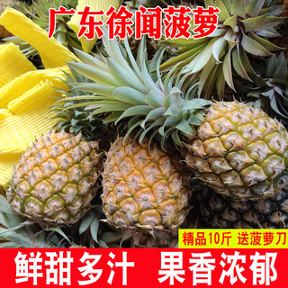 广东徐闻菠萝水果9斤当季香水菠萝新鲜凤梨湛江小菠萝非云南整箱