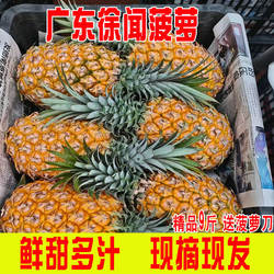 【带菠萝刀】广东徐闻菠萝9斤新鲜水果香水菠萝非凤梨小菠萝整箱
