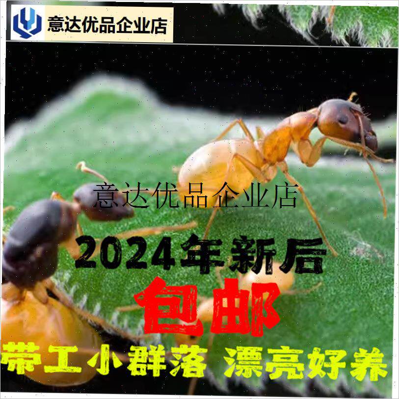 -黑金土耳其弓背蚁 费氏弓背蚁 20D24年新后 活体宠物蚂蚁礼物 包