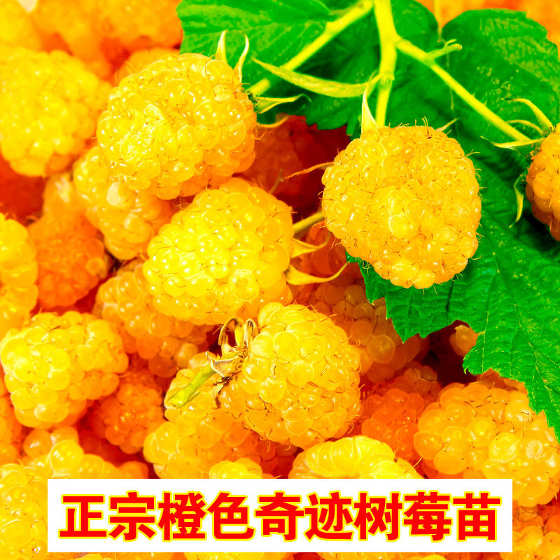 橙色奇迹黄树莓树苗橙色甜蜜树莓苗当年结果盆栽地栽果树苗可食用