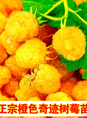 橙色奇迹黄树莓树苗橙色甜蜜树莓苗当年结果盆栽地栽果树苗可食用