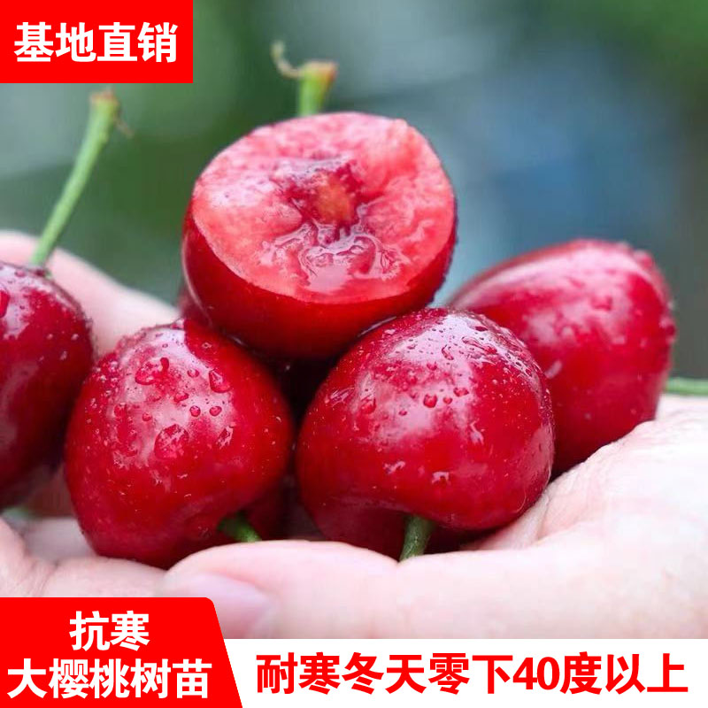 抗寒大樱桃树苗嫁接南北方种植冬天耐寒大樱桃苗盆栽地栽当年结果