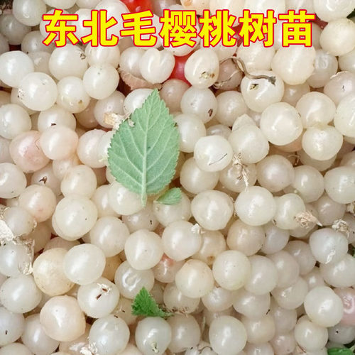 抗寒白玉毛樱桃树野山樱白樱桃苗超耐寒抗冻北南方种樱桃当年结果