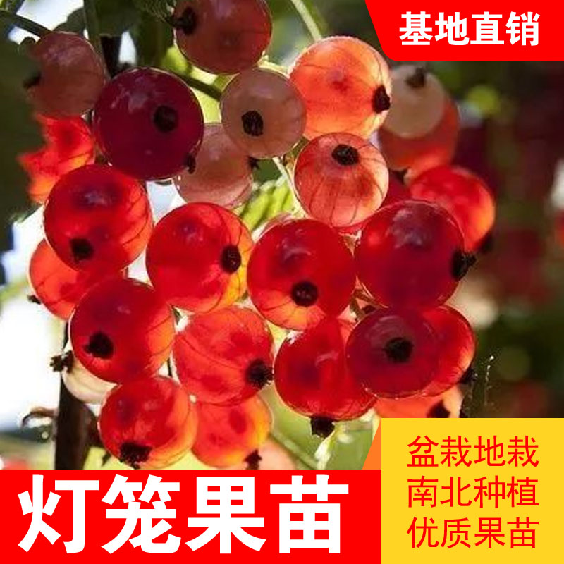 东北红醋栗果树苗盆栽灯笼果苗南北方种植红灯笼地栽红醋栗耐寒苗