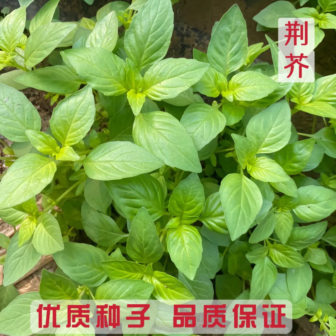大叶荆芥种子夏日清凉香草蔬菜柠檬罗勒阳台家庭盆栽家庭种植易种