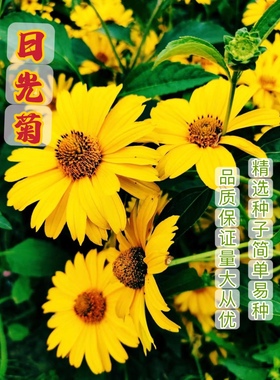 日光菊种子多年生黄色菊花种子四季种易活庭院室外耐寒花种籽￼￼
