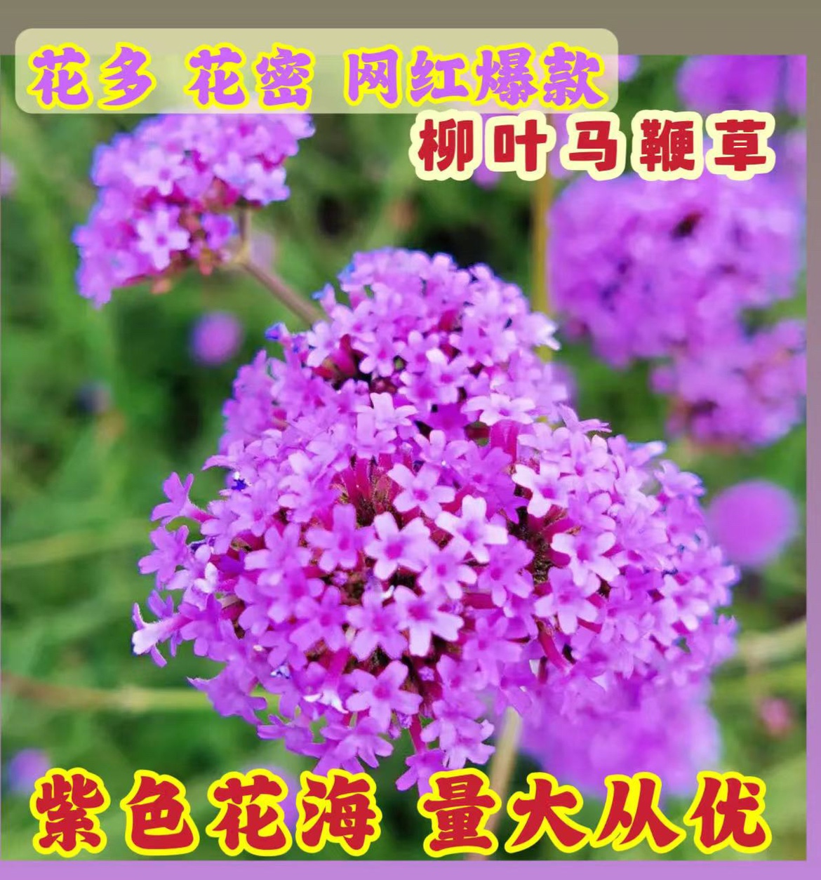 柳叶马鞭草种子多年生宿根四季播种耐寒花籽婚纱摄影花海景观种子