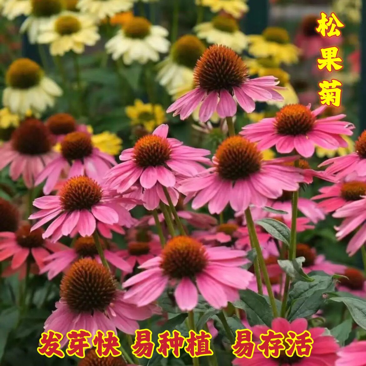 松果菊种子紫锥花籽四季景观工程园林盆栽绿化耐热花草易种植花籽