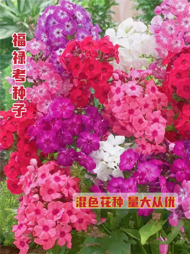 福禄考种子丛生芝樱花阳台室内庭院四季开花种子花籽花海见土就活