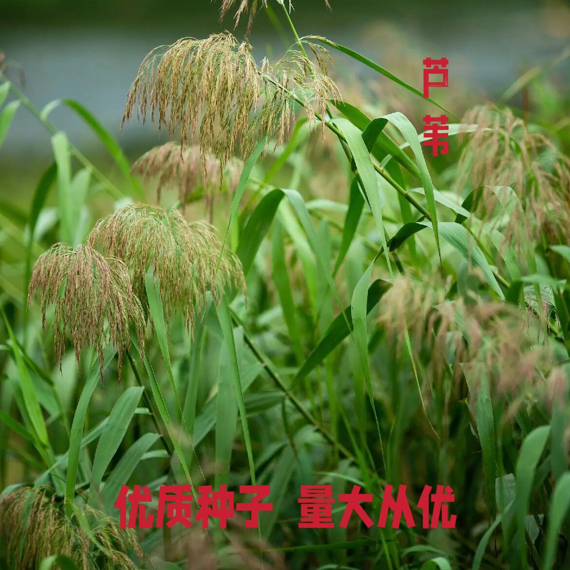 芦苇种子水生植物水草养虾鱼水质池塘水塘防泥土流失植物护坡固土