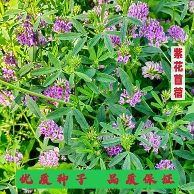 进口紫花苜蓿种子多年生大叶芽籽春夏秋冬高蛋白药食兼用护坡草