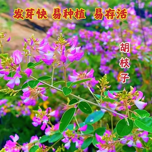 胡枝子种子护坡灌木美丽胡枝子二色胡枝子花卉林木截叶胡枝子种籽