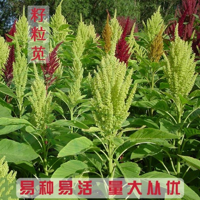美国籽粒苋种子 进口优质牧草黑千穗谷 高蛋白鸡鸭鹅家禽喜食苋菜