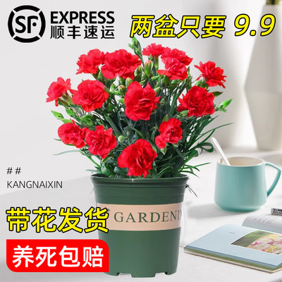 康乃馨盆栽带花苞包成活原盆发货