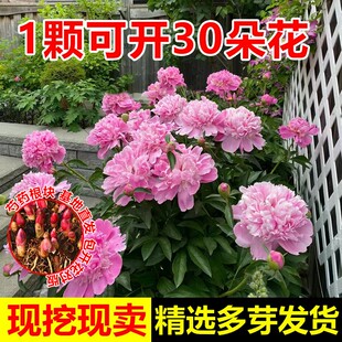 芍药花苗根块高颜值花易活多年生带芽根块重瓣花卉阳台庭院种植。