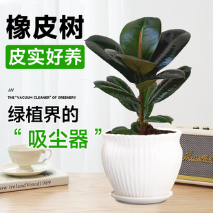 黑金刚橡皮树盆栽室内吸甲醛绿植四季好养易活橡胶树植物净化空气