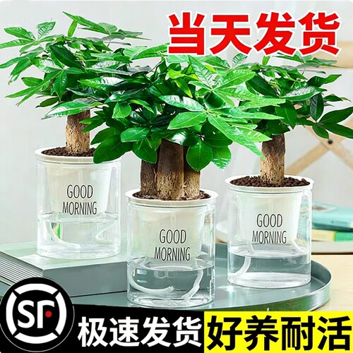 发财树小盆栽花卉绿植物办公室内高颜值绿萝文竹水培发财树好养