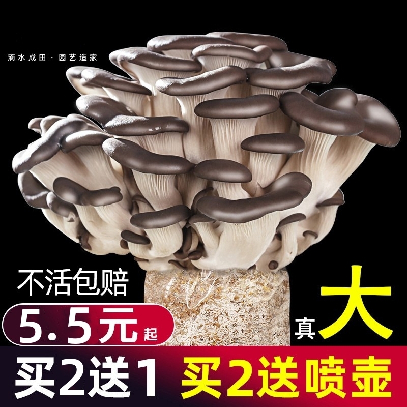 蘑菇种植包菌种菌包家种菌菇香菇食用黑平菇菌菇家庭新鲜菌棒盆栽