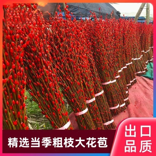 银柳真花鲜枝年宵花红色银柳干花室内水培植物福桶装饰发财果盆栽