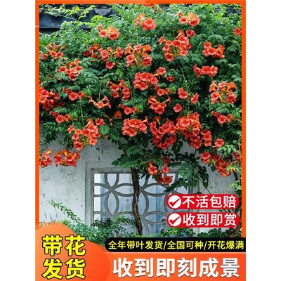 凌霄花爬藤大苗粉色植物四季花卉绿植盆栽中华老桩庭院阳台炮仗花