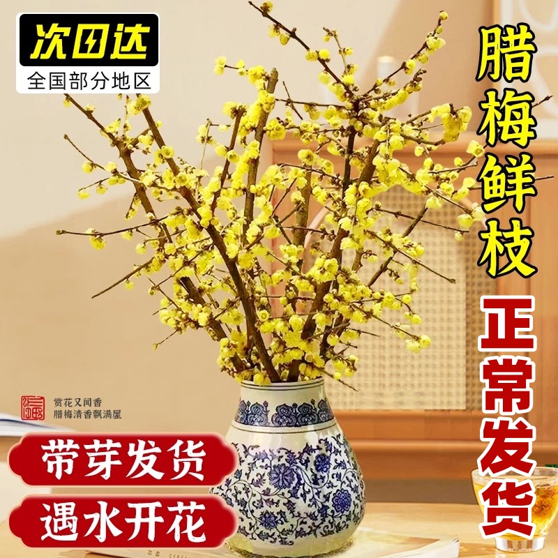 腊梅花鲜花水养鲜切花干枝蜡梅鲜花年宵花卉水培植物花束客厅摆设