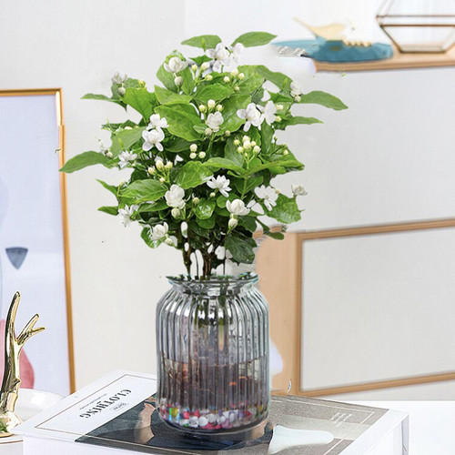 水培茉莉花盆栽室内好养绿植四季开花植物茉莉花苗盆景花卉重瓣水