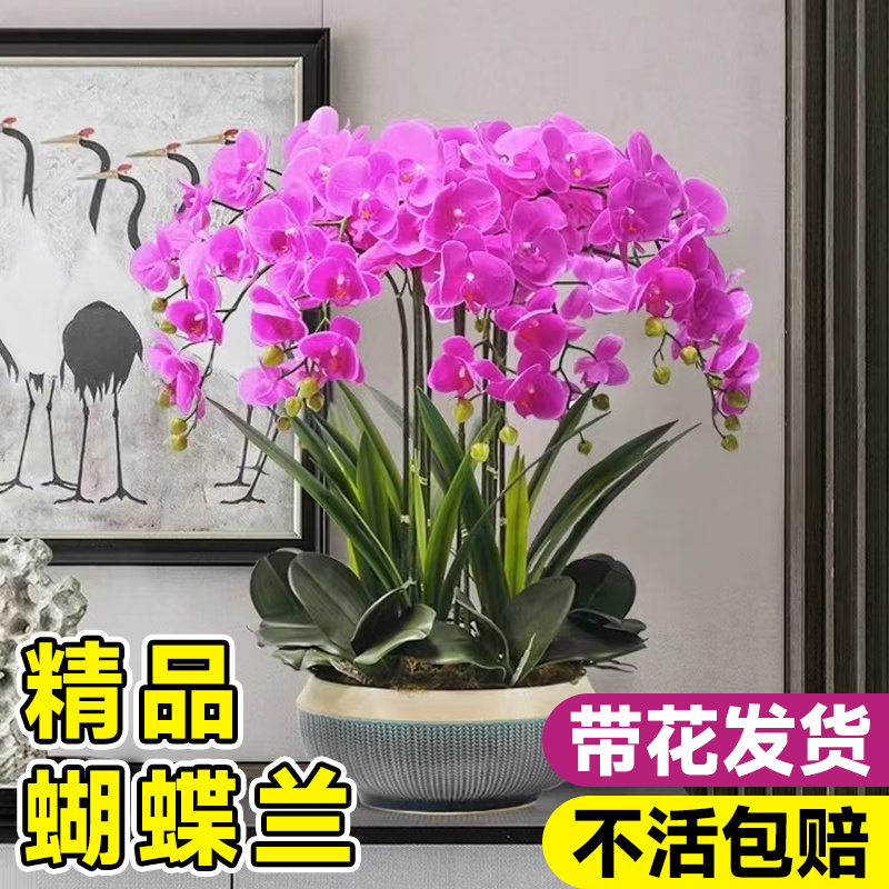 蝴蝶兰盆栽带花苞花剑兰花室内客厅花卉大花型植物四季好养活花苗